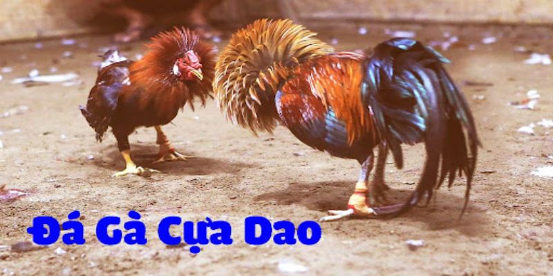 Luật chơi cơ bản 