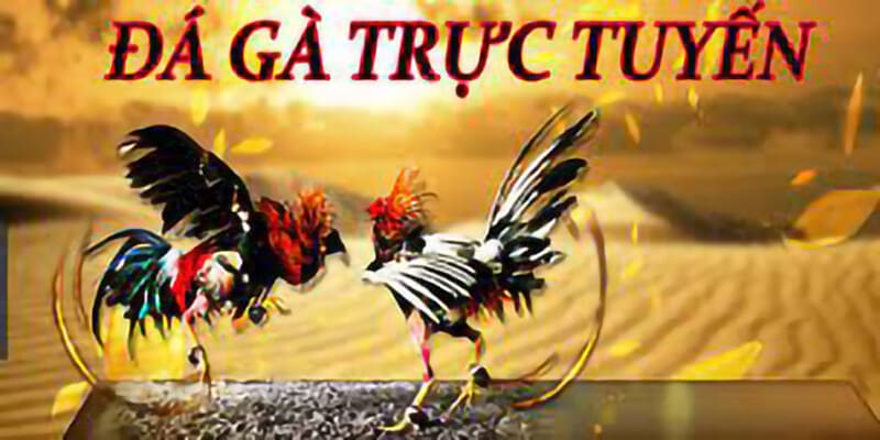 Đá gà trực tuyến là gì? 