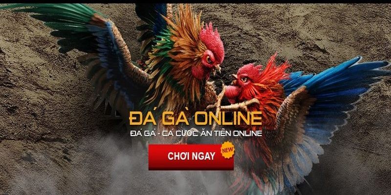 Kinh nghiệm cược đá gà online hiệu quả không cần hack