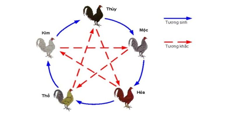 Cách xem ngày ra trận gà đá theo phong thủy